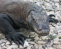 Komodo dragon.